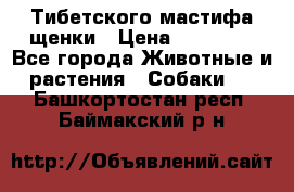  Тибетского мастифа щенки › Цена ­ 10 000 - Все города Животные и растения » Собаки   . Башкортостан респ.,Баймакский р-н